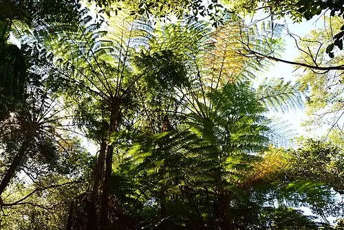 딕소니아 (Dicksonia antarctica)