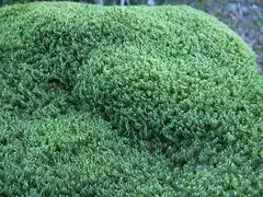 비꼬리이끼 (Dicranum scoparium)