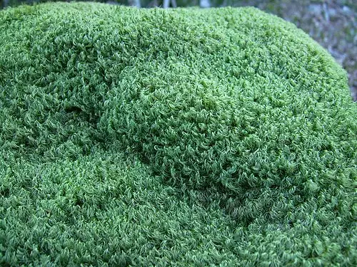 비꼬리이끼 (Dicranum scoparium)