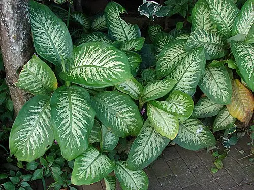 디펜바키아 (Dieffenbachia seguine)
