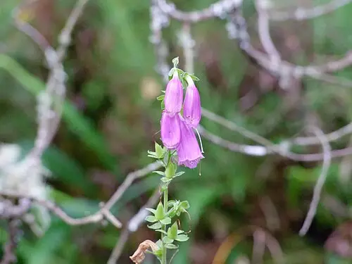 디기탈리스 (Digitalis purpurea)