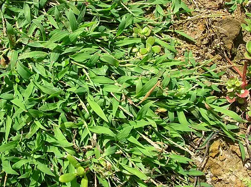 바랭이 (Digitaria ciliaris)