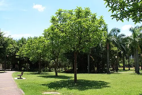 딜레니아 (Dillenia indica)