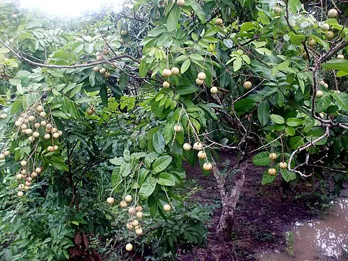 용안 (Dimocarpus longan)