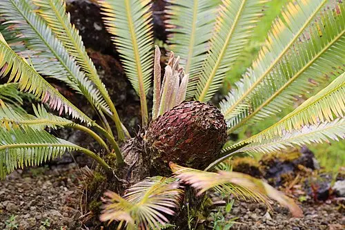 디온소철 (Dioon edule)
