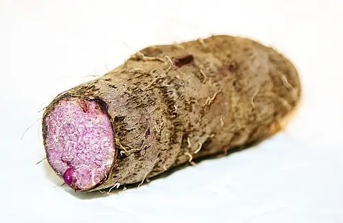 자색마 (Dioscorea alata)