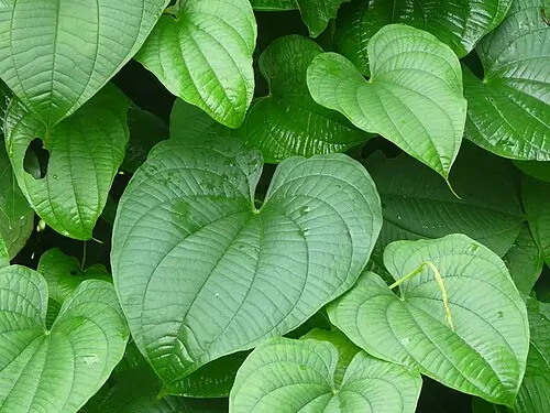 둥근마 (Dioscorea bulbifera)