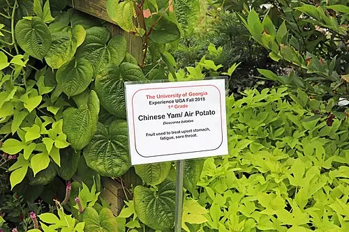 마 (Dioscorea polystachya)
