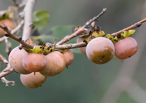 고욤나무 (Diospyros lotus)