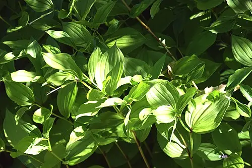윤판나물 (Disporum uniflorum)