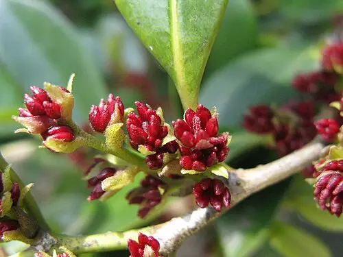 조록나무 (Distylium racemosum)
