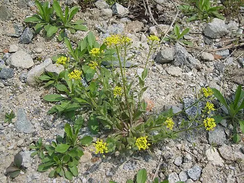 꽃다지 (Draba nemorosa)