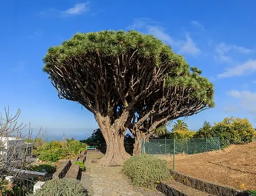 용혈수 (Dracaena draco)