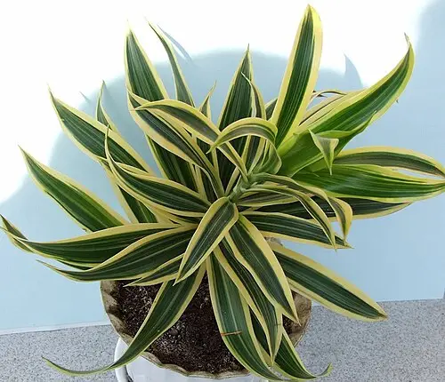 행운목 (Dracaena fragrans)