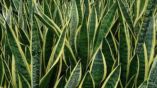 산세비에리아 (Dracaena trifasciata)