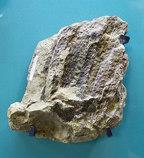 드레파노피쿠스 (Drepanophycus spinaeformis)