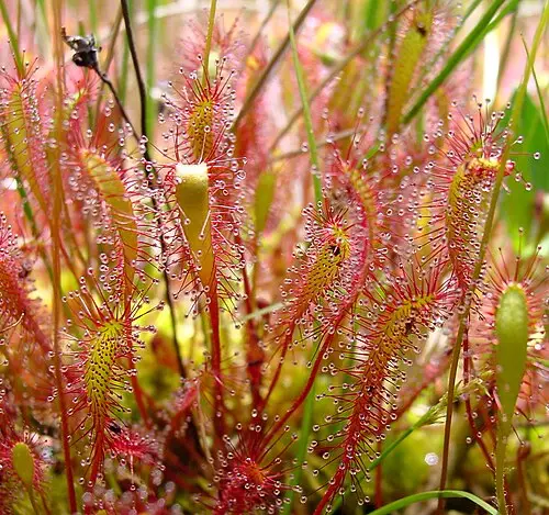 긴잎끈끈이주걱 (Drosera × anglica)