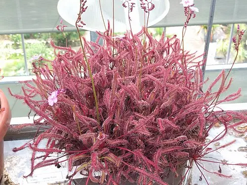 케이프끈끈이주걱 (Drosera capensis)