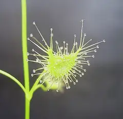 끈끈이귀개