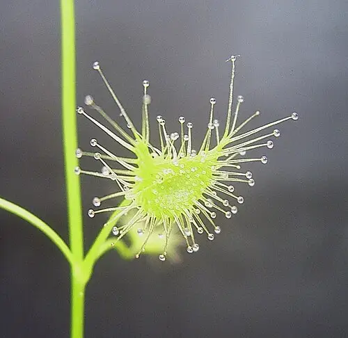 끈끈이귀개 (Drosera peltata var. nipponica)