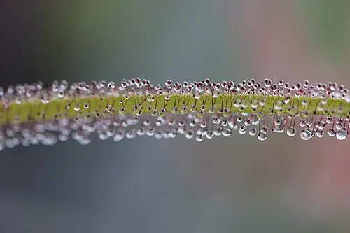 왕끈끈이주걱 (Drosera regia)