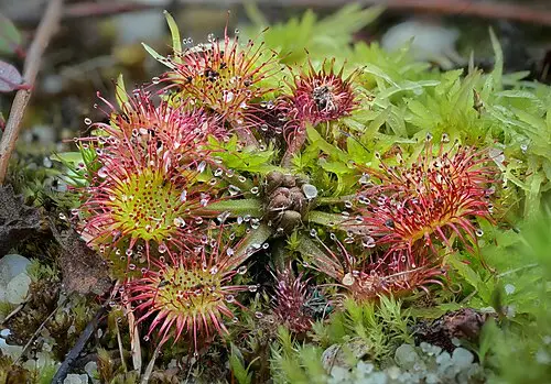 끈끈이주걱 (Drosera rotundifolia)
