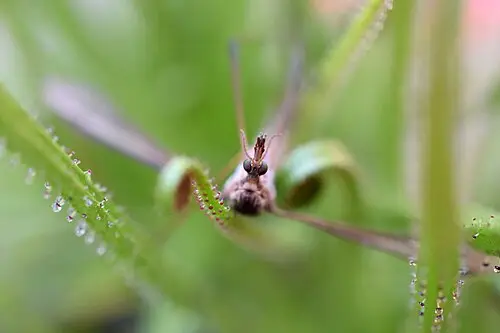 드로소필룸 (Drosophyllum lusitanicum)
