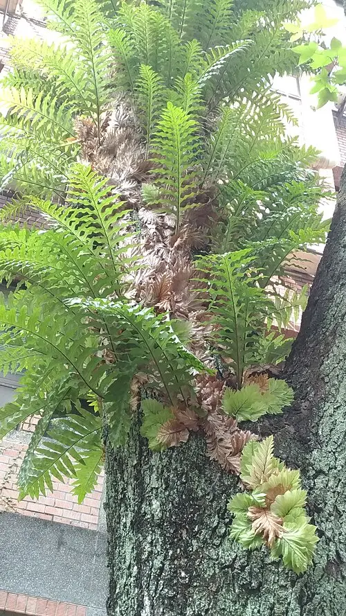 떡갈잎고사리 (Drynaria roosii)