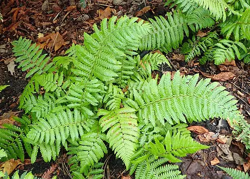 관중 (Dryopteris crassirhizoma)