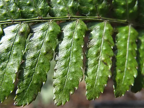 홍지네고사리 (Dryopteris erythrosora)