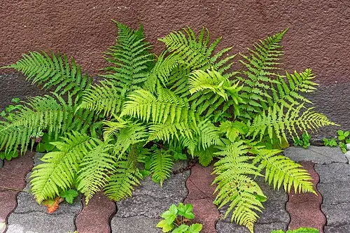 서양관중 (Dryopteris filix-mas)