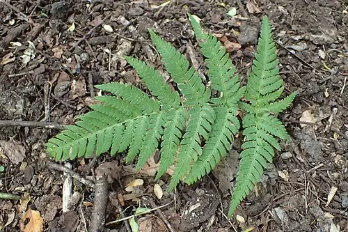 족제비고사리 (Dryopteris varia)