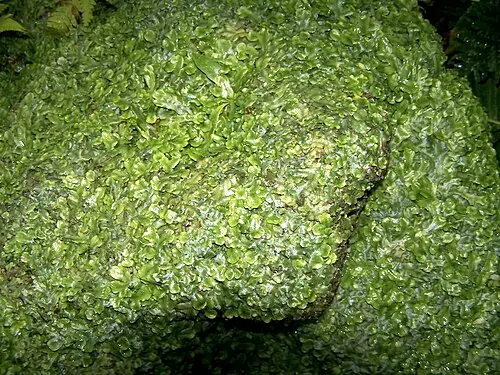 털우산이끼 (Dumortiera hirsuta)