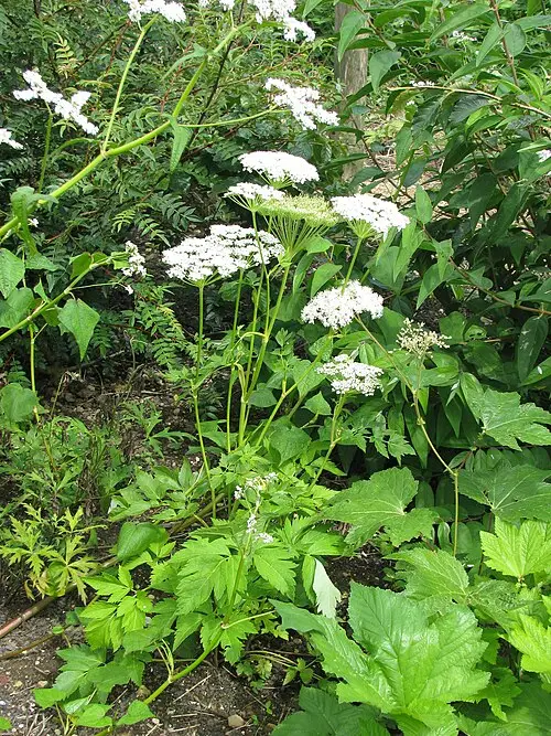 섬바디 (Dystaenia takeshimana)