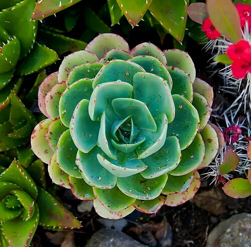 에케베리아 엘레간스 (Echeveria elegans)