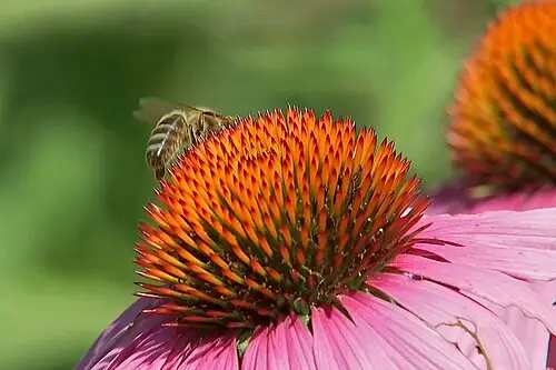 에키네시아 (Echinacea purpurea)