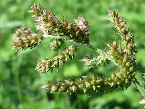 돌피 (Echinochloa crus-galli)