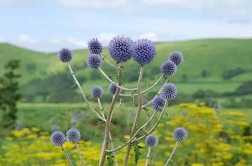 절굿대 (Echinops setifer)