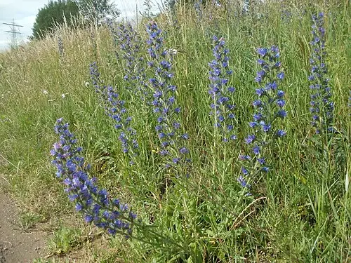 에키움 (Echium vulgare)