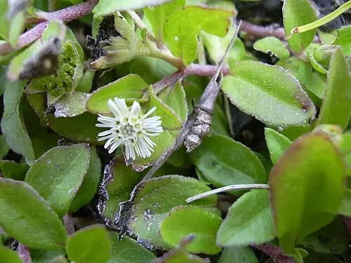 한련초 (Eclipta prostrata)