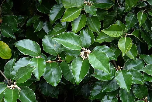 보리밥나무 (Elaeagnus macrophylla)