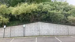 보리수나무