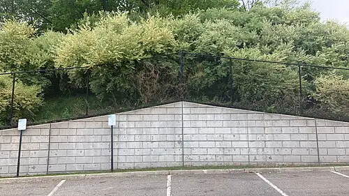 보리수나무 (Elaeagnus umbellata)