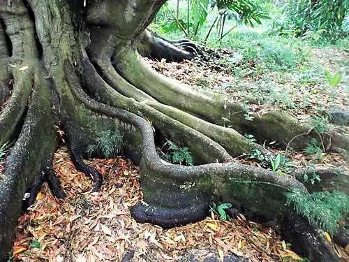 담팔수 (Elaeocarpus decipiens)
