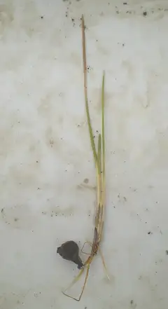 올방개
