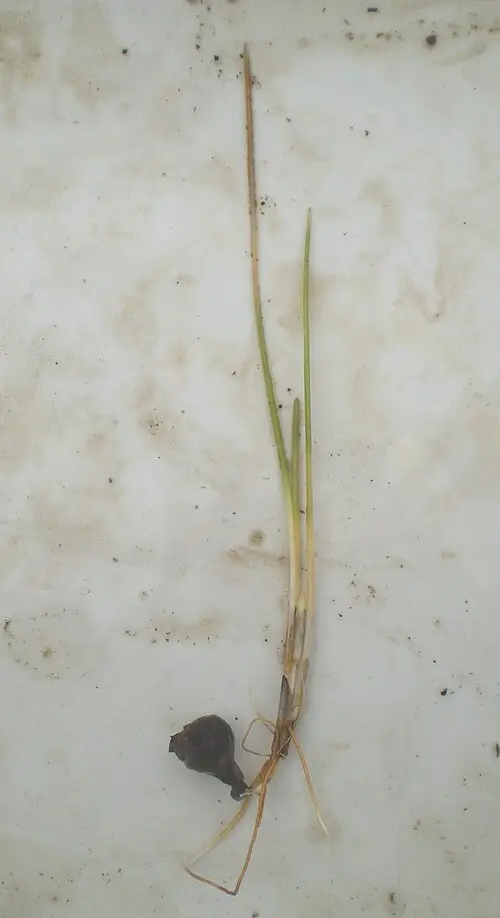올방개 (Eleocharis kuroguwai)