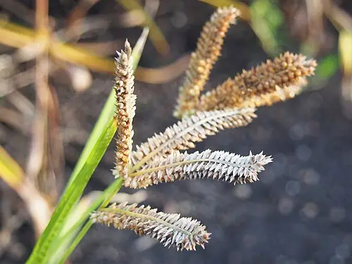 핑거밀렛 (Eleusine coracana)