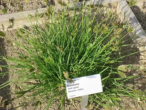 왕바랭이 (Eleusine indica)