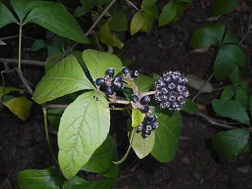 오갈피나무 (Eleutherococcus sessiliflorus)