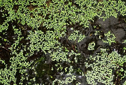 브라질검정말 (Elodea densa)